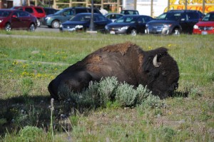 A buffalo lounges near the Lake Yellowstone Hotel parking lot.