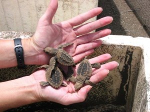 Volunteers help endangered sea turtles get a good start in Costa Rica.